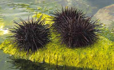 獐子岛的海鲜图片_獐子岛旅游_铁板煎海鲜(3)